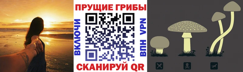 купить   Киров  Псилоцибиновые грибы мицелий 